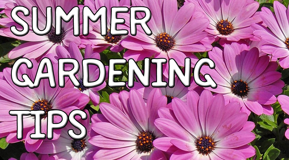 Summer gardening tips - livinghouse.co.uk