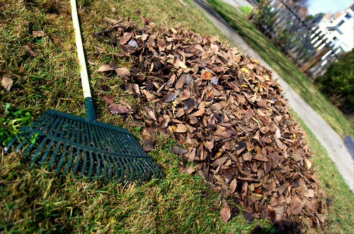 Raking Leaves