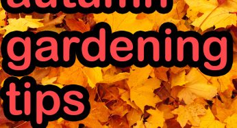 Autumn Gardening Tips