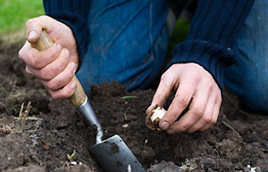 Planting Bulbs Planting Bulbs