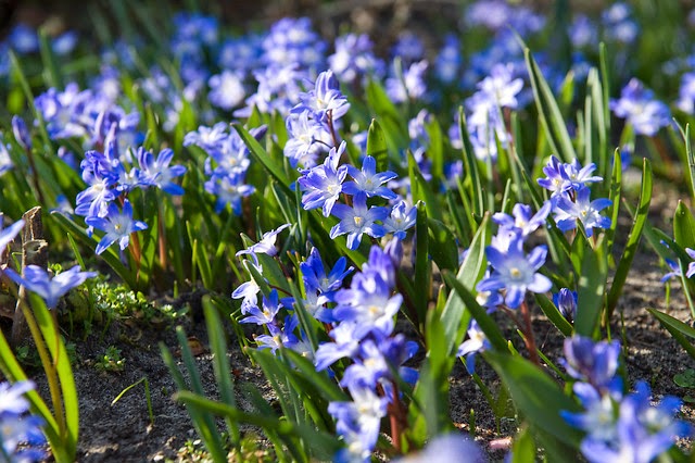 Chionodoxa