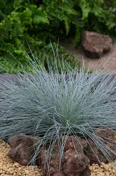 festuca