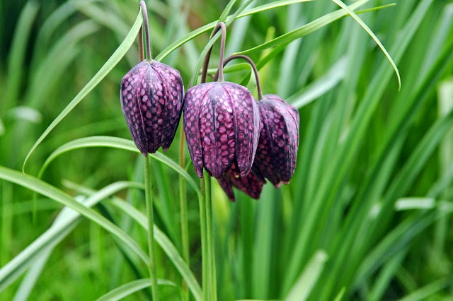 fritillary