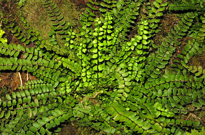 maidenhair