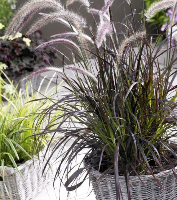 pennisetum