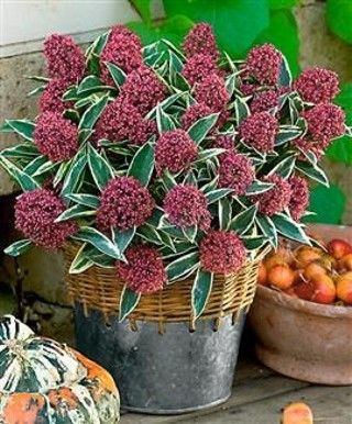 skimmia