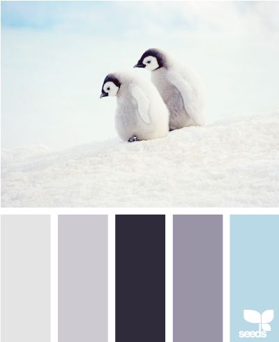 penguin-colour-scheme