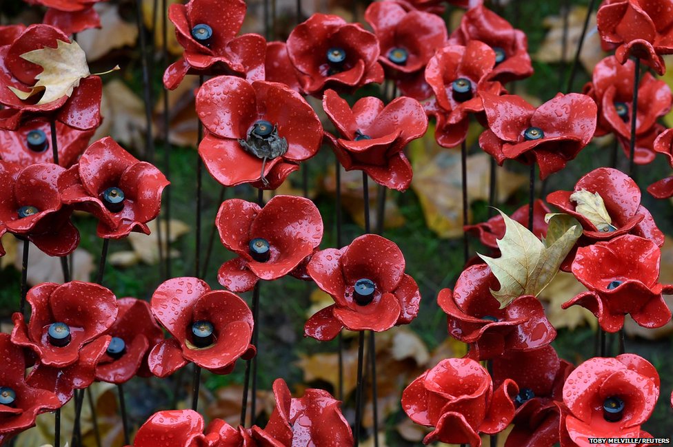 poppies