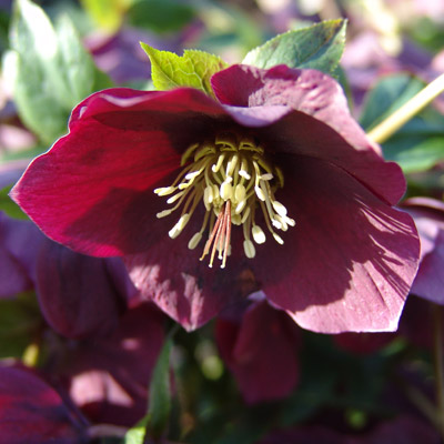 hellebore