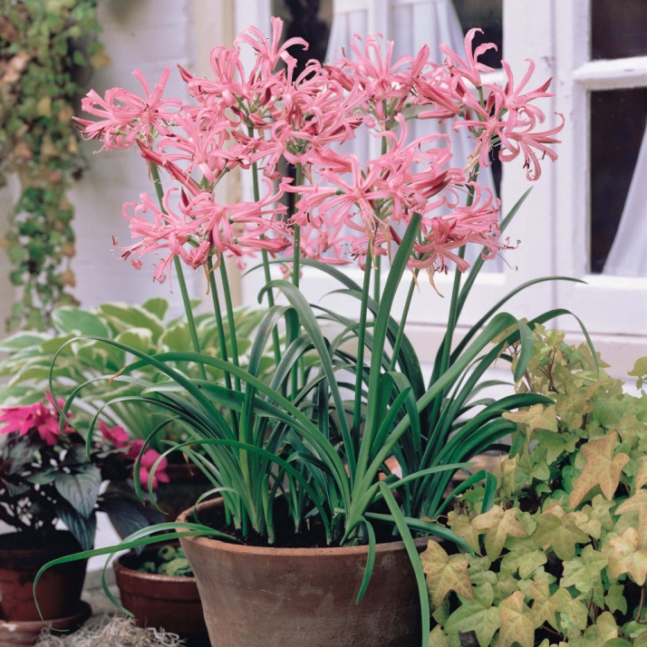 nerines