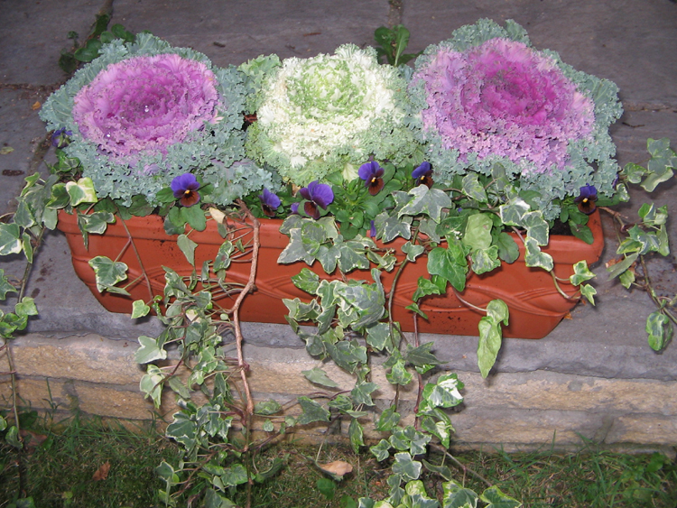 ornamental-cabbages