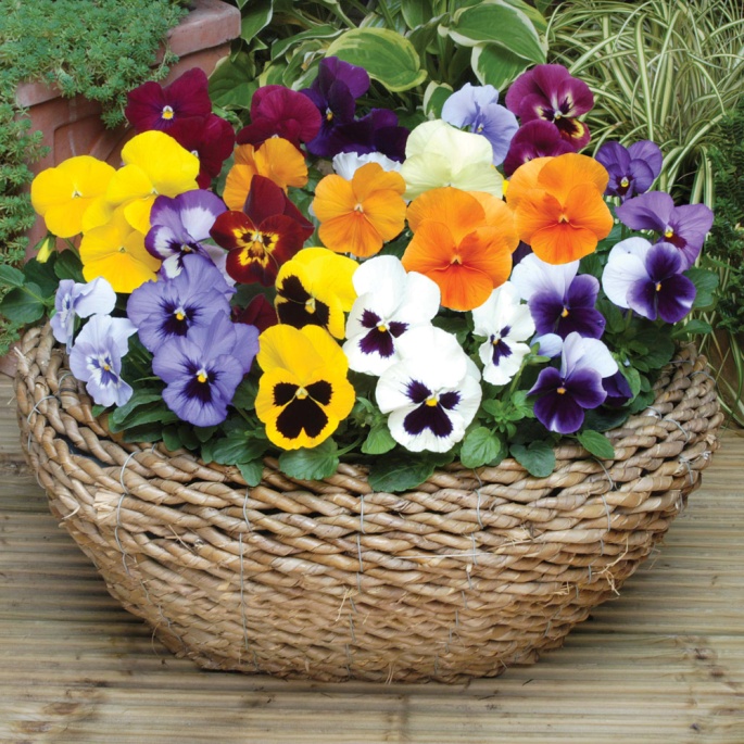 winter-pansies