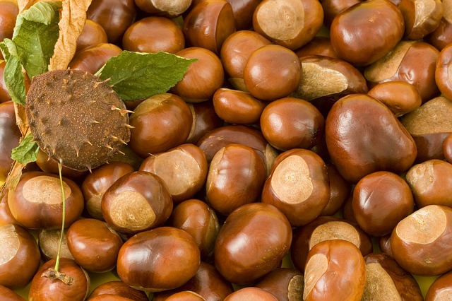 horse-chestnut