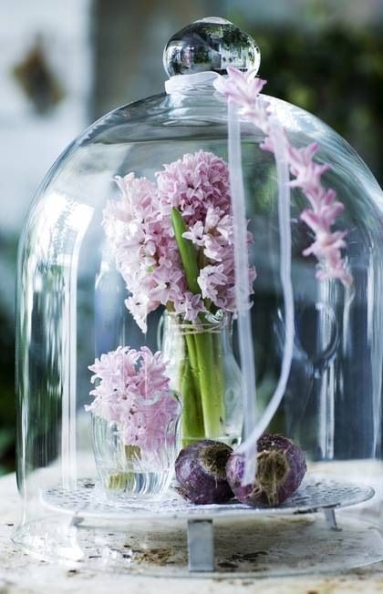 hyacinth-cloche